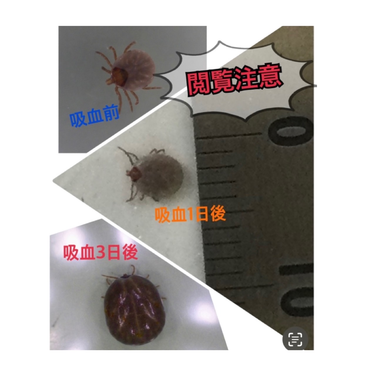 【皮膚科】マダニに関して 〜今年も虫たちの季節になりました〜 | 【公式】福岡市早良区「藤崎うら泌尿器科皮ふ科」（旧矢野皮膚科泌尿器科医院）